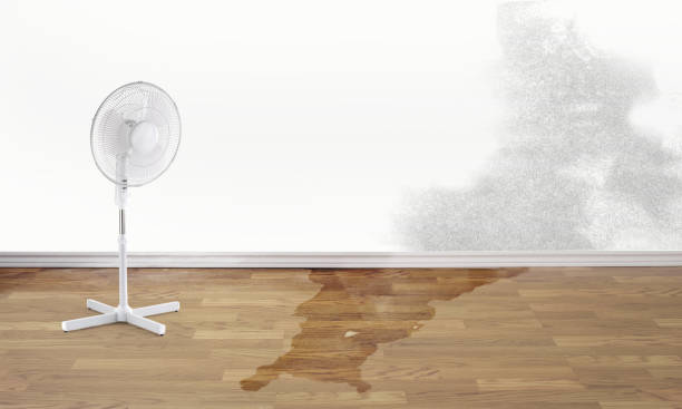 Best Professional water damage repair  in Mason, TX